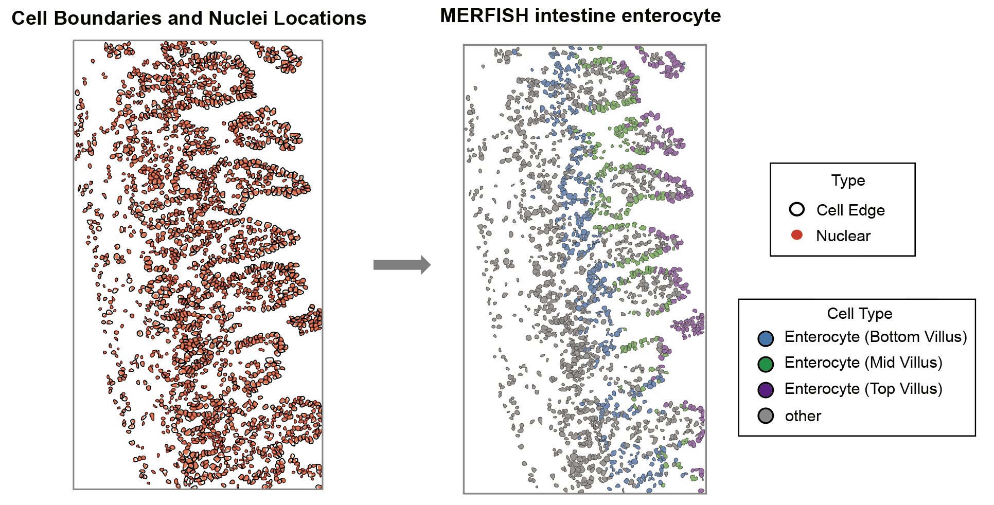 f5_celltype