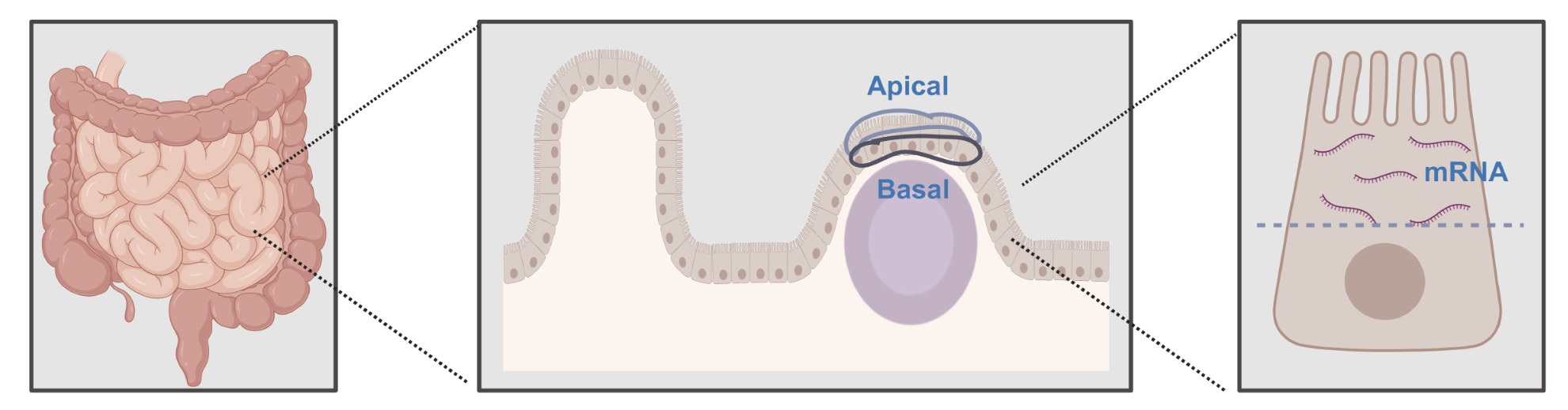 f5_intestine